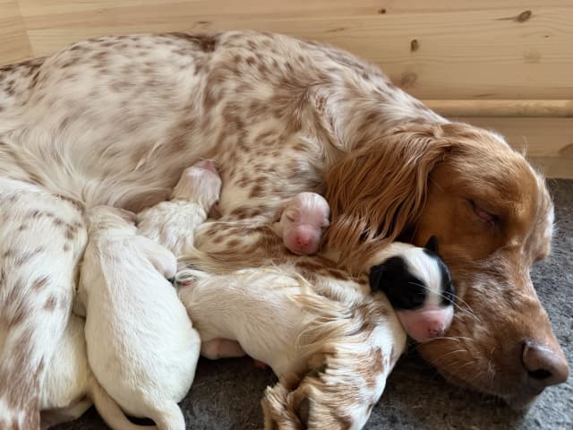 English Setter