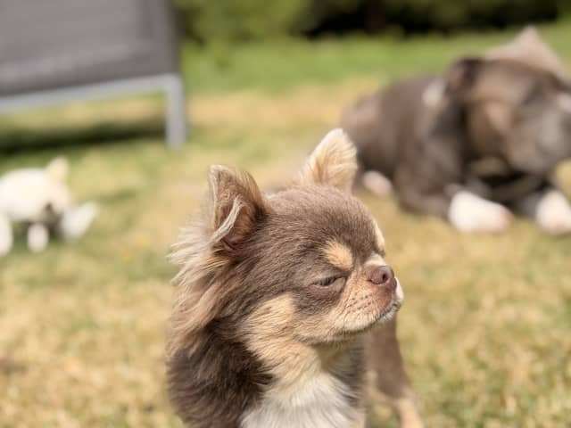Chihuahua · Karlstad · Zusanna D.