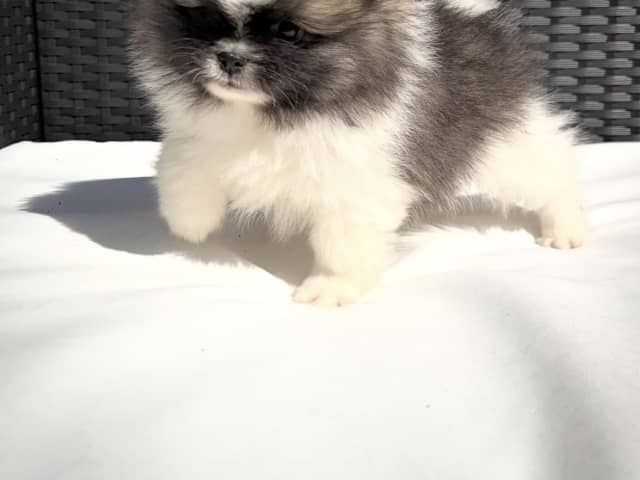 Pomeranian