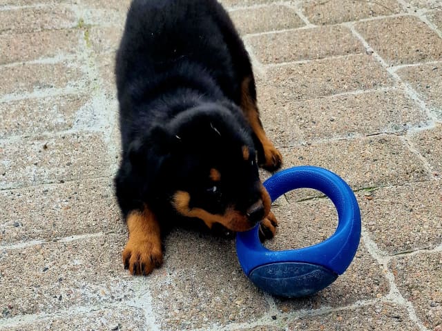 Rottweiler · Klippan · Manfield Farm