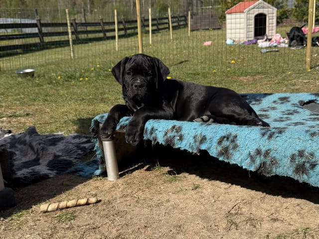 Cane Corso