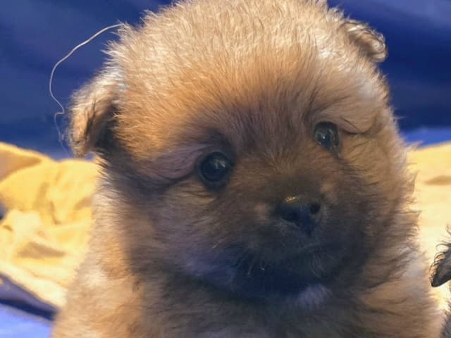 German Spitz – Mittelspitz · Luleå · Dålakungens kennel