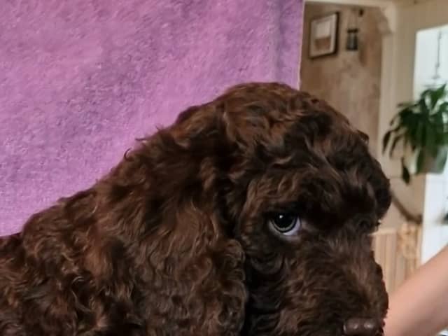 Spanish Water Dog (Perro de Agua Espanol)