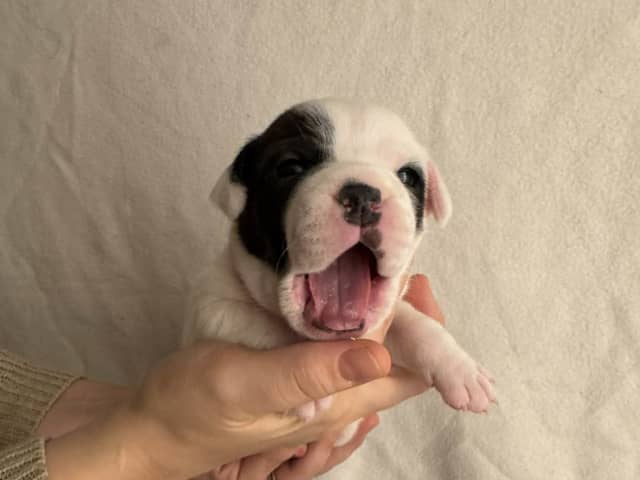 Staffordshire bull terrier