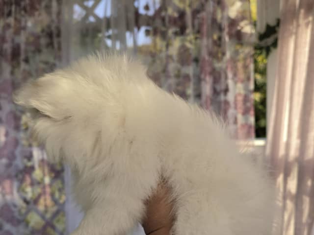 Pomeranian