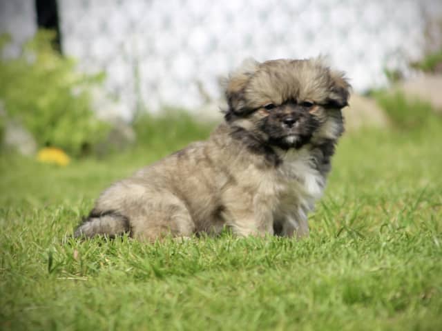 Tibetan Spaniel