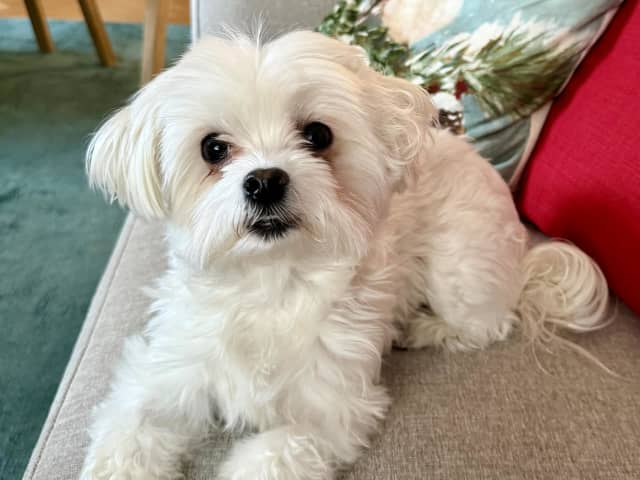Maltese