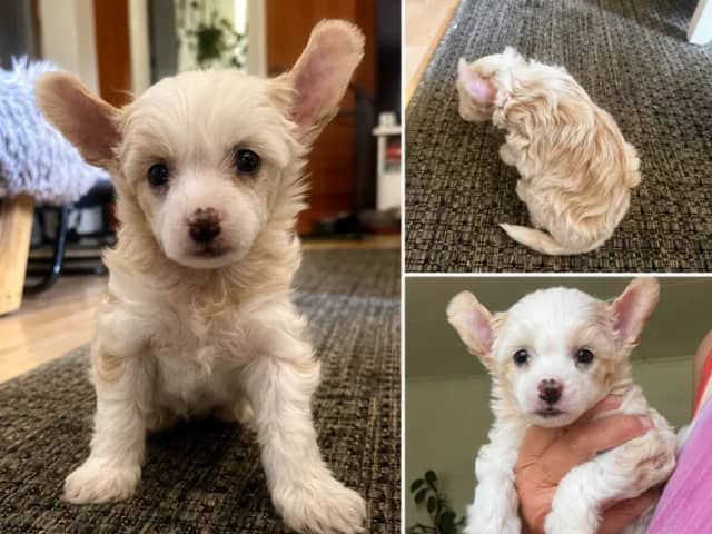 Chinese Crested Dog