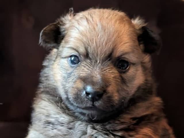 German Spitz – Mittelspitz · Luleå · Dålakungens kennel