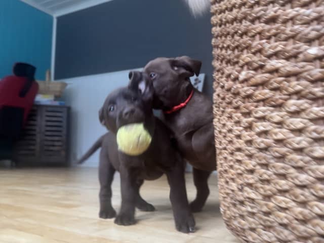 Labrador retriever · Rissa · Graciov A.