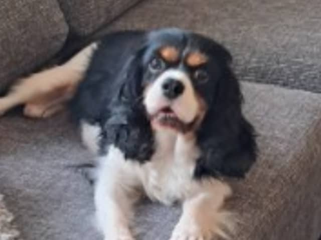 Cavalier King Charles Spaniel