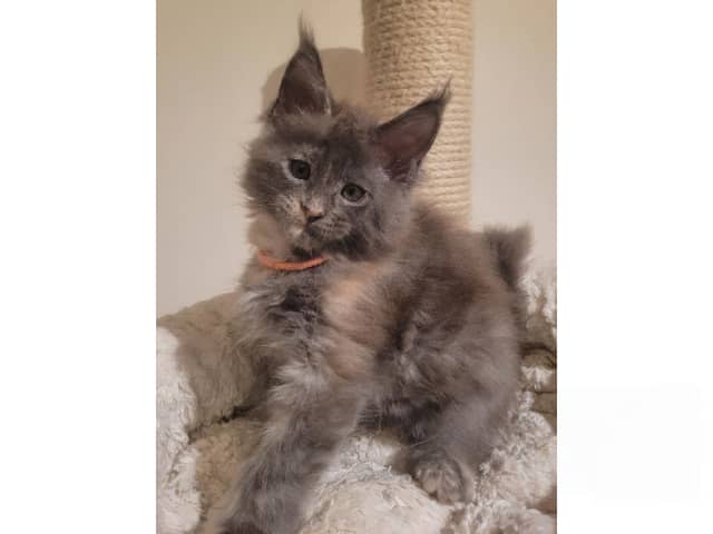 Maine Coon