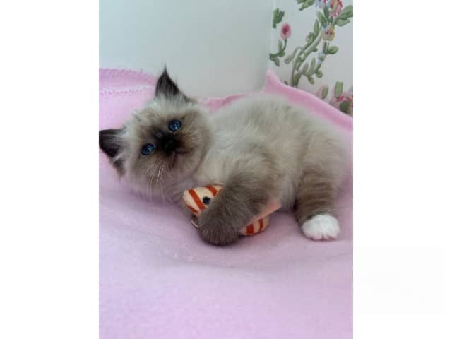 Birman