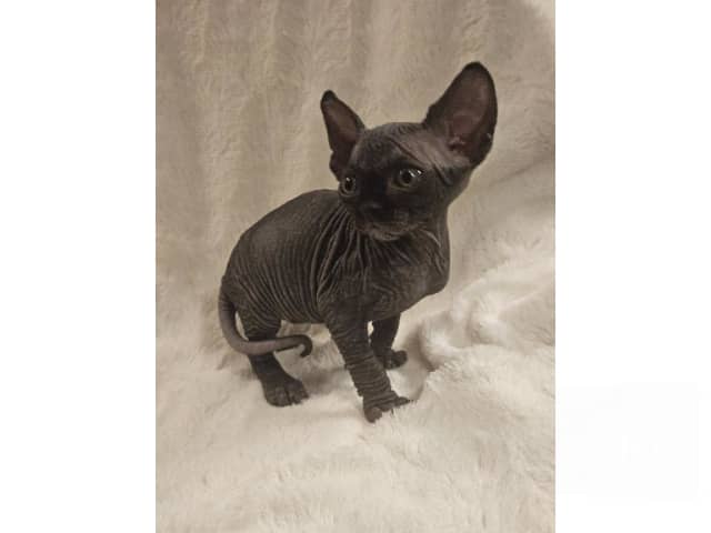 Sphynx · Hudiksvall · SE*Joy Fable