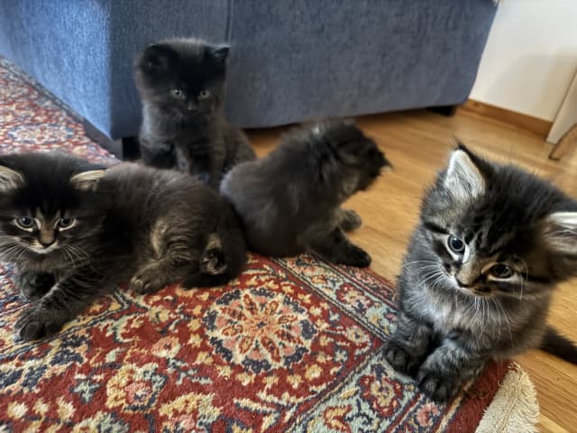 50 % sibirisk katt · Frösön · Karolin H.