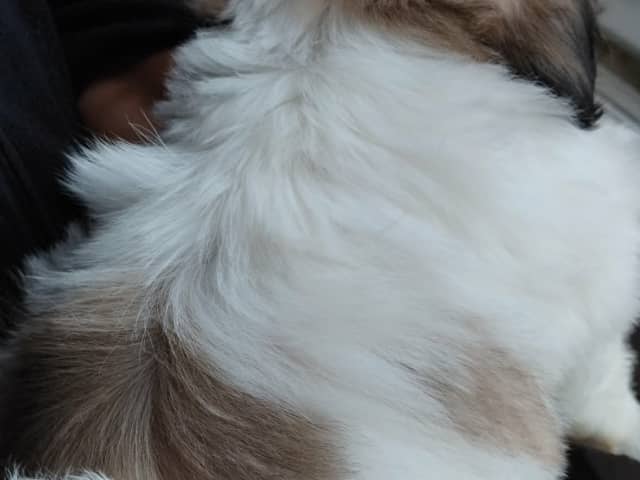 Shih Tzu
