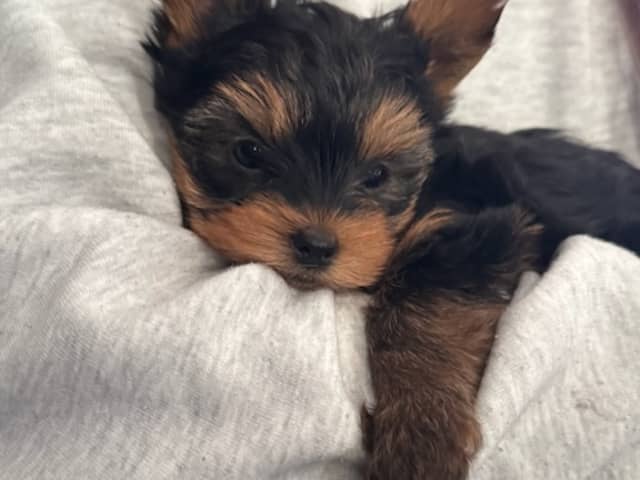 Yorkshire Terrier