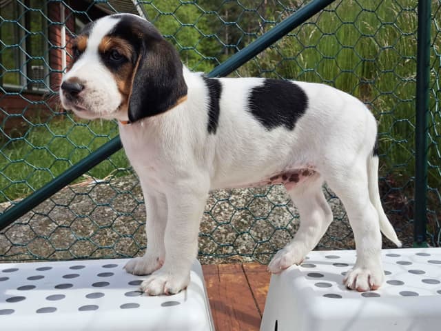 Halden Hound (Haldenstøver)