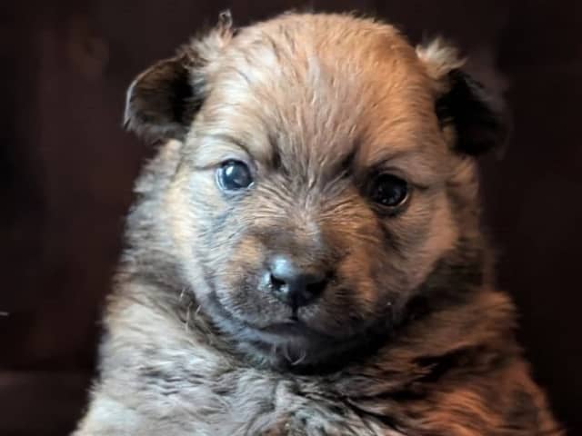 German Spitz – Mittelspitz · Luleå · Dålakungens kennel