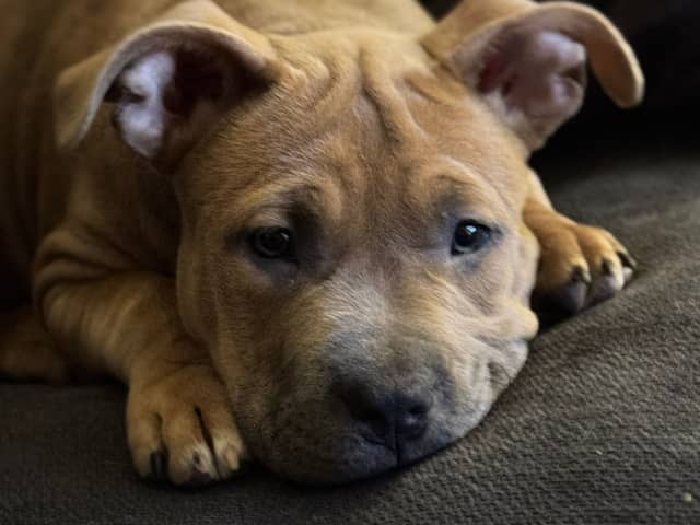 American Bully