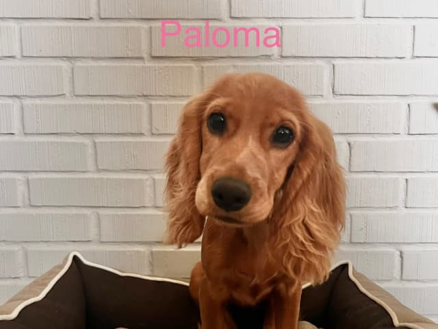 Cocker spaniel mor Cocker spaniel far · Råde · Mariela Mitrikova