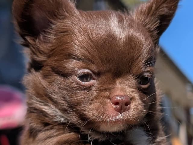 Chihuahua Långhåriga · Stenhamra · Cattlegirls