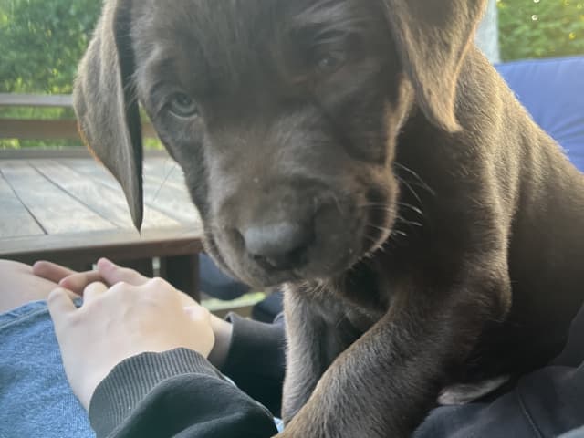 Labrador Retriever