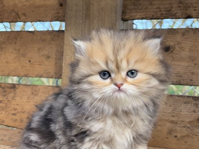 British Longhair
