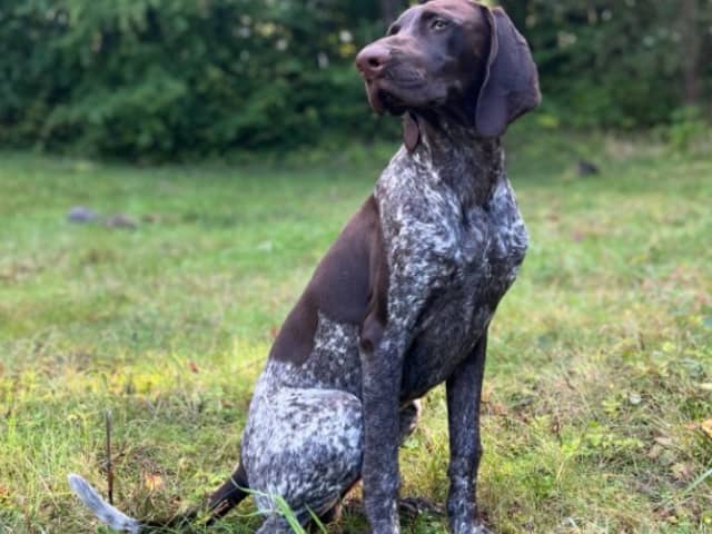 German Shorthaired Pointer (Vorsteh)