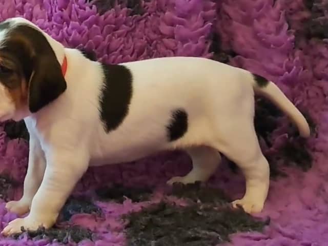 Halden Hound (Haldenstøver)