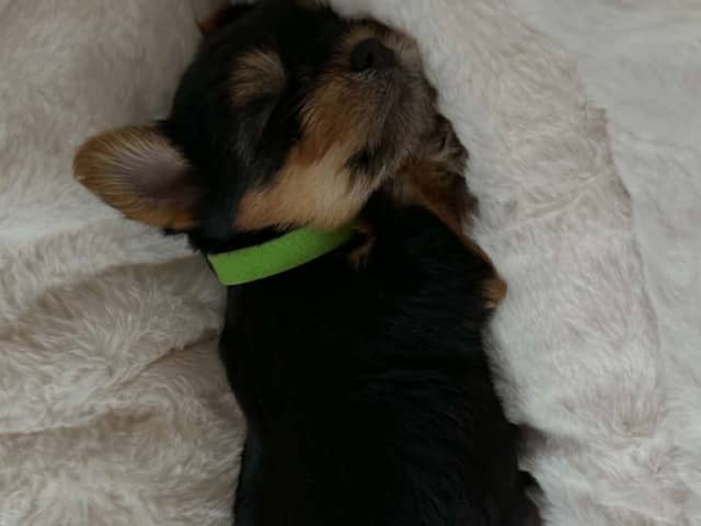 Yorkshire terrier · Brande · Elin N.