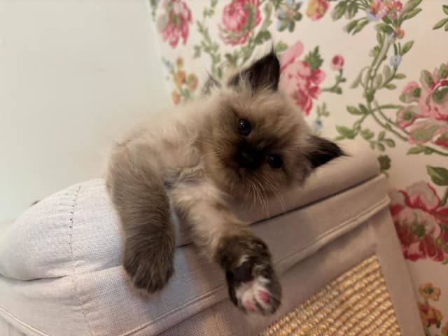 Birman