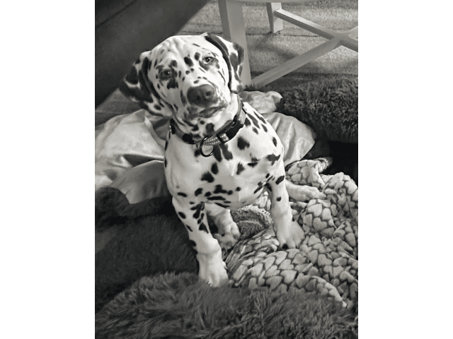 Dalmatian
