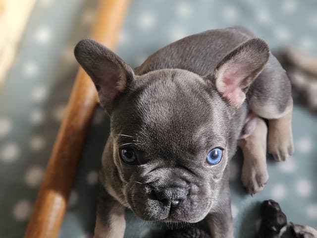 French Bulldog · Munka-ljungby · Skogslyckan