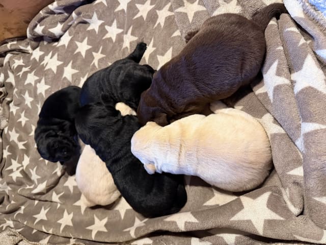 Labrador retriever · Eggedal · Marie Bjertnes Larsen