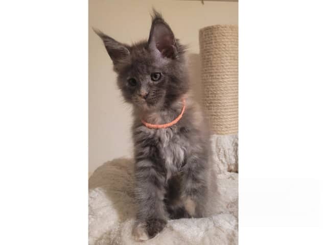 Maine Coon