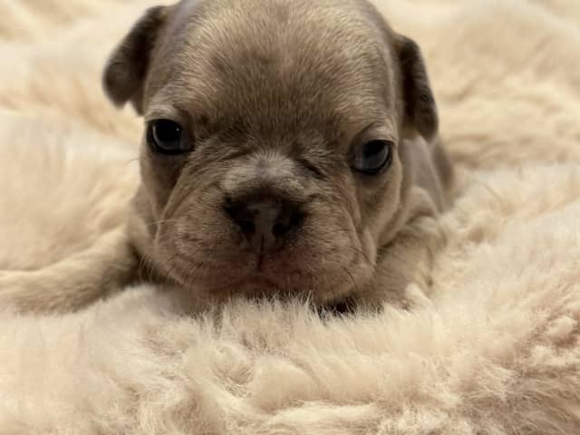 French Bulldog · Hörby · Chubby cheeks