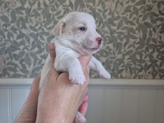 Jack Russell Terrier · Hudiksvall · Högskogens dröm