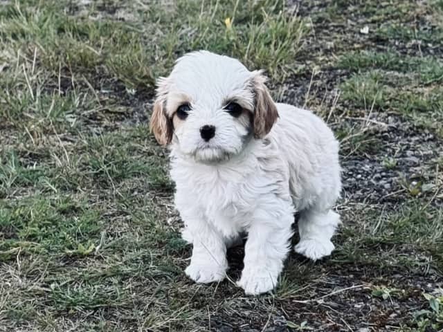 Cavalier king Charles spaniel/maltes · Kristinehamn · Anneli G.