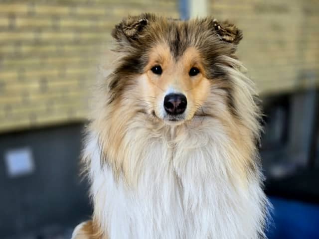 Collie
