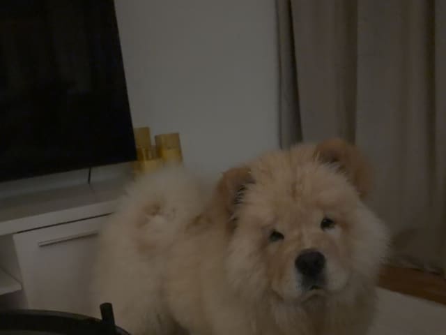 Chow Chow