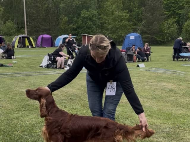 Irish Setter