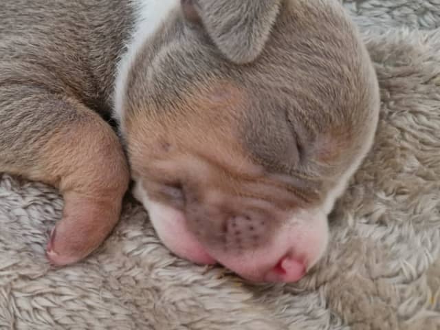 American Bully