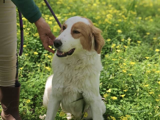 Maremma Abruzzese Sheepdog