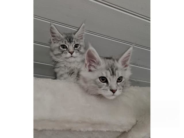 Maine Coon