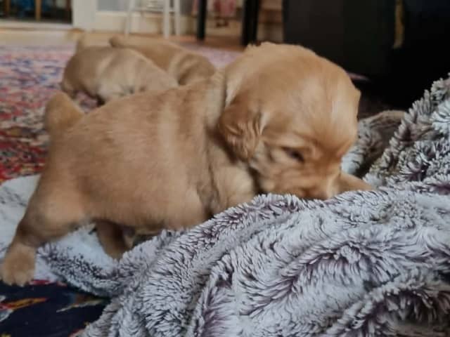 Golden Retriever