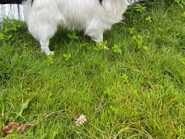 Papillon