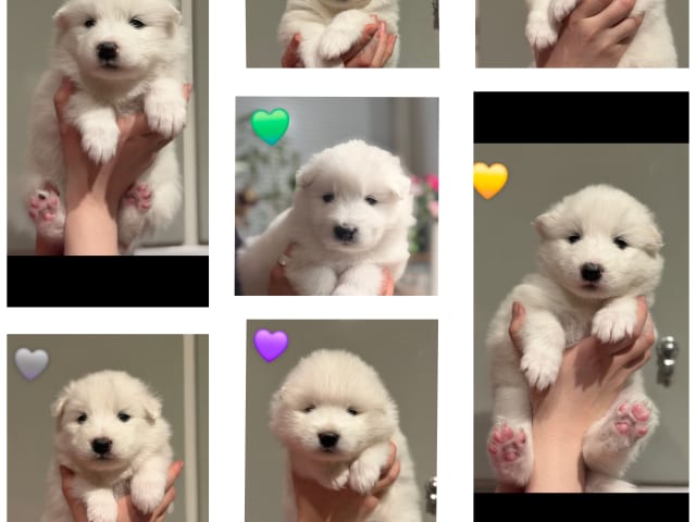 Samoyed