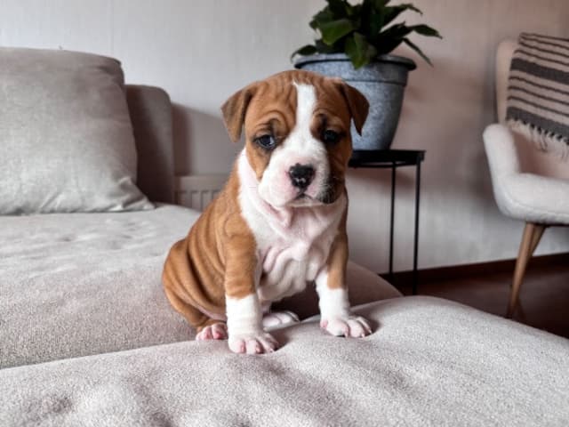 American Staffordshire Terrier