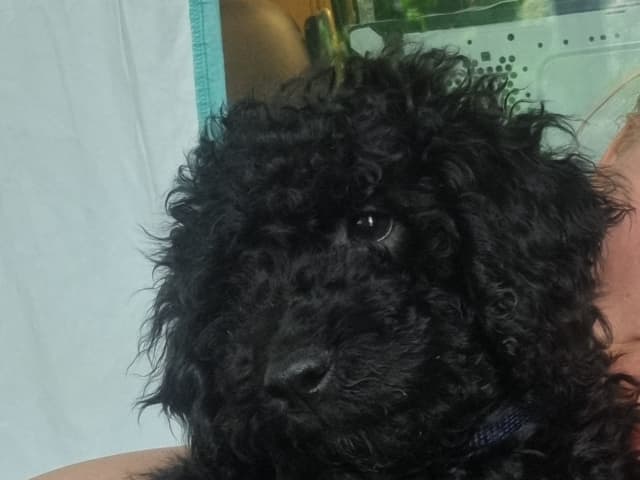 Maltipoo · Ystad · Jenny M.